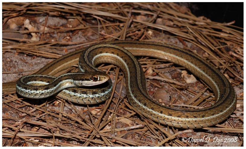 Florida Garden Snakes Poisonous | Fasci Garden
